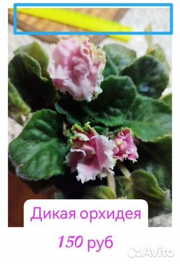 Сортовые фиалки