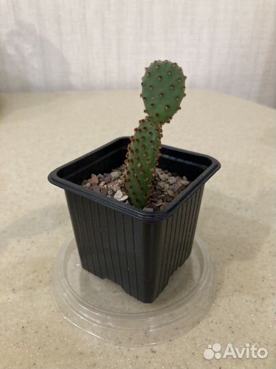 Кактусы, опунция