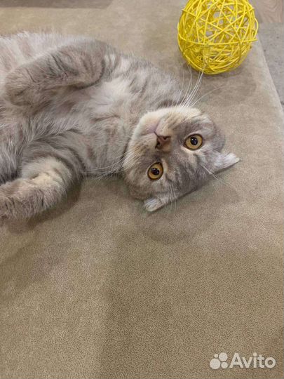 Шотландская вислоухая кошка бесплатно