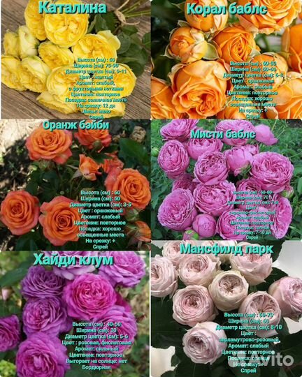Саженцы роз