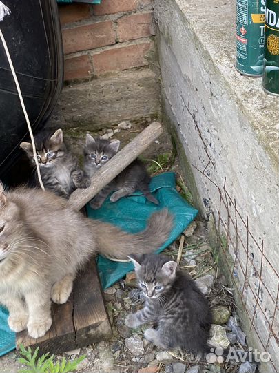 Котята в добрые руки