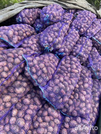 Продам картофель