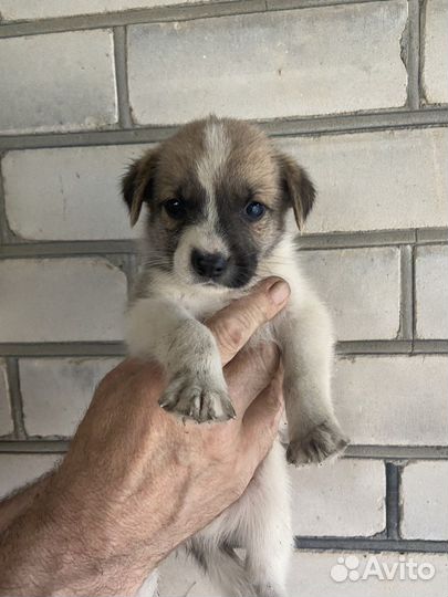 Щенки бесплатно