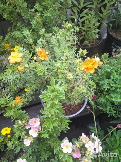 Лапчатка кустарниковая, спирея