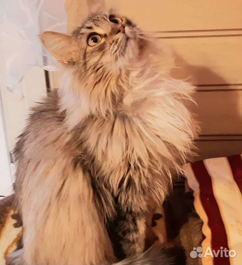 Пушистое облачко Ксюша