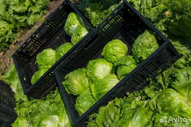 Вахта в Крас.крае рабочий на полевые работы с прож