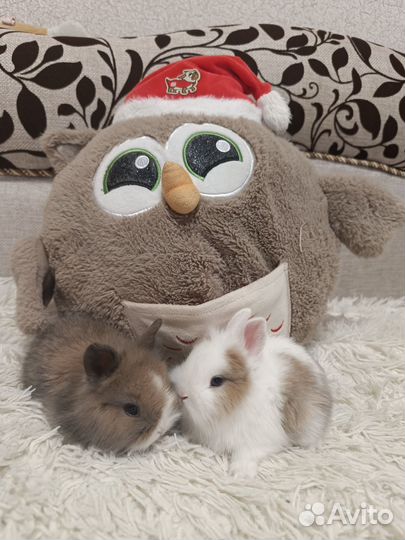 Карликовый кролик