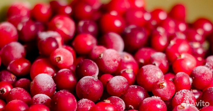 Клюква, брусника, облепиха