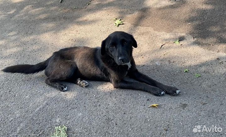 Собака в добрые руки