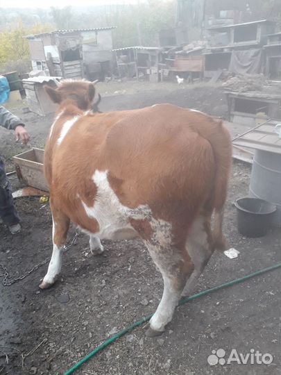 Телка 11месяцев