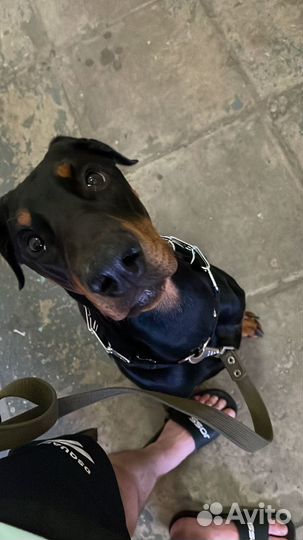 Собака в добрые руки доберман