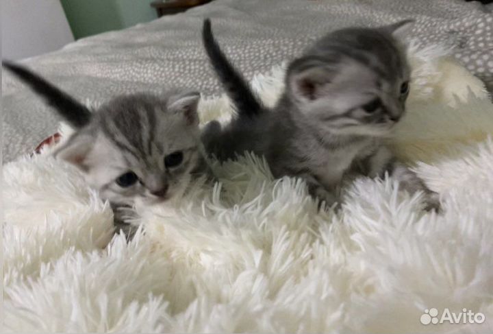 Котята, Шотландская шиншилла