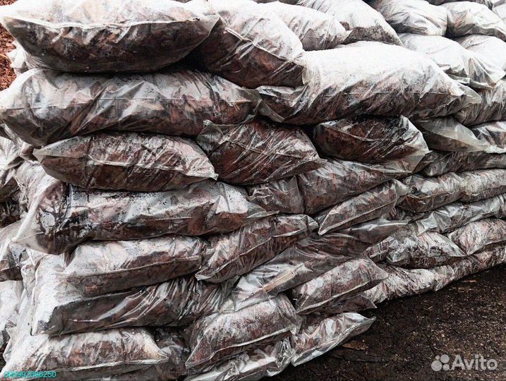 Лиственница: кора для здоровья и красоты