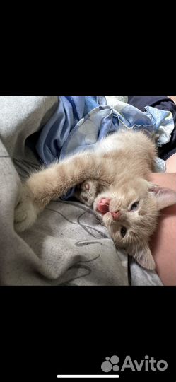 Отдам в добрые руки