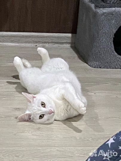 Кошки и кота