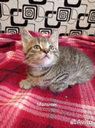 Котята лесного окраса бесплатно