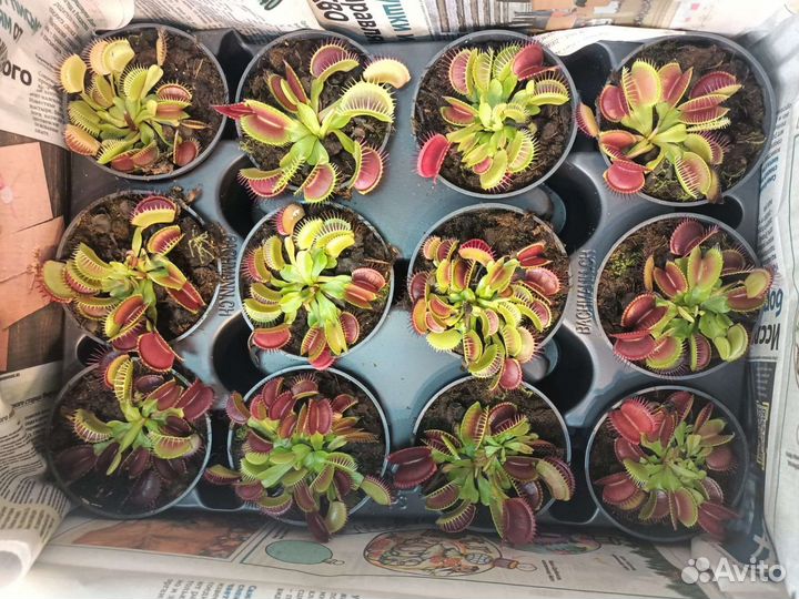 Венерина мухоловка (дионея)