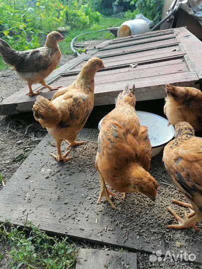 Куры цыплята