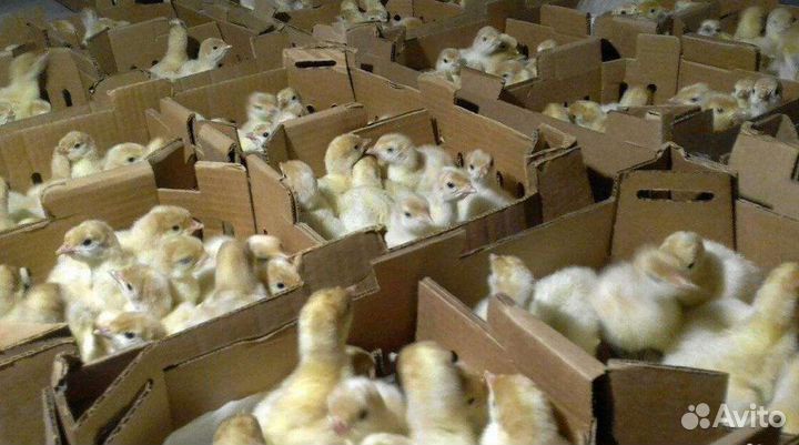 Индюшата суточные