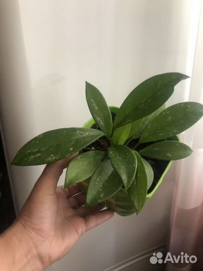 Хойя публикалис