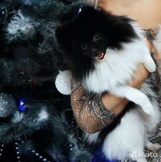 Мини шпиц для вязки