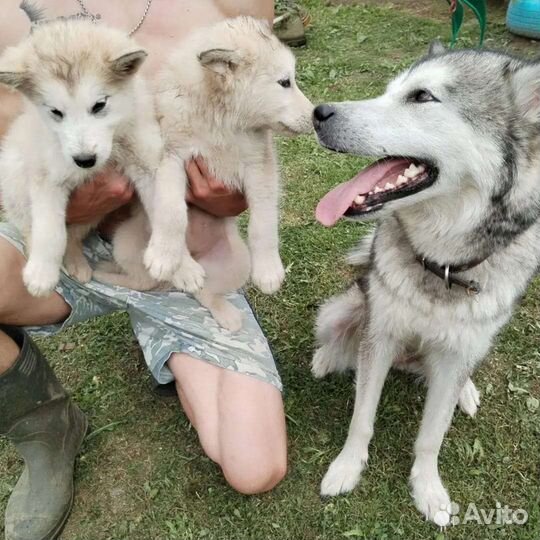 Щенки Аляскинского Маламута