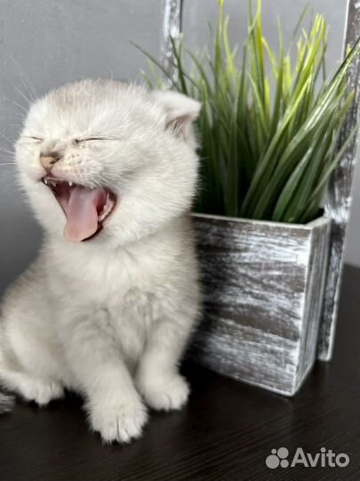 Шотландский котенок, девочка. шиншилла золото