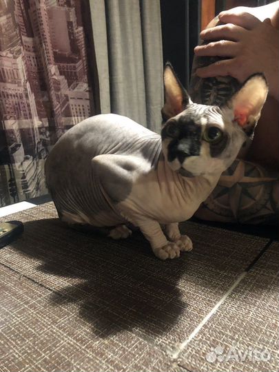 Канадский сфинкс вязка