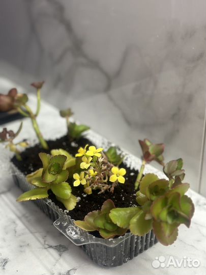 Каланхоэ цветущий желтый