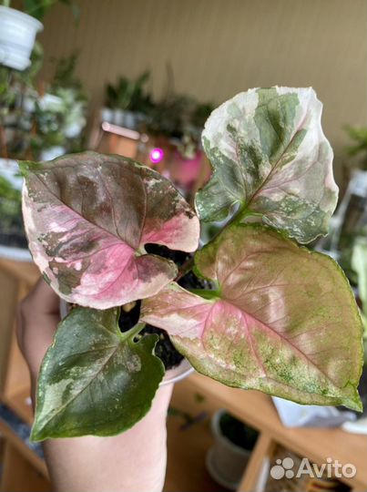 Комнатные растения