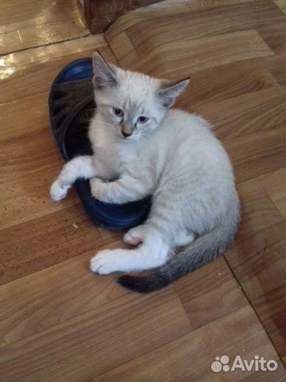 Кошечки ищут дом