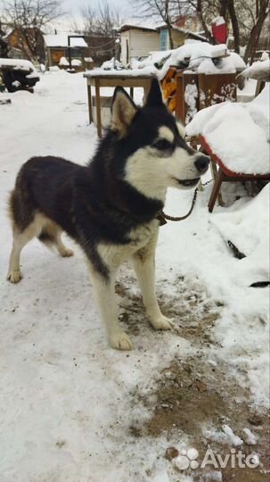 Хаски в добрые руки