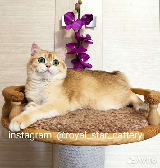 Шотландские золотистые шиншиллы ny 12