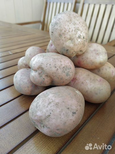 Продам картофель