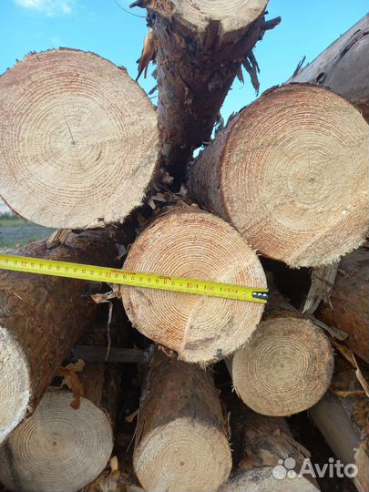 Лес кругляк сосна