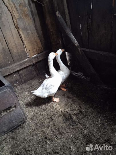Гусь