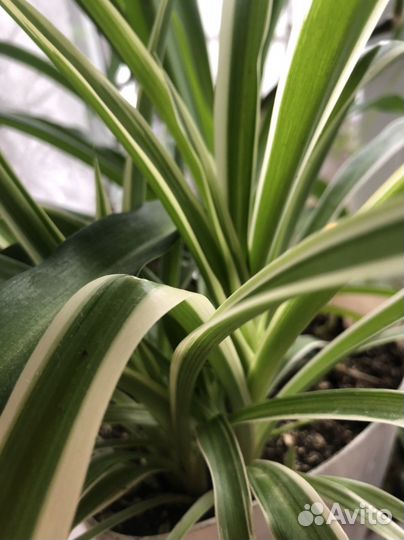 Хлорофитум