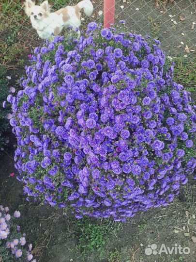 Сентябринки (новобельгийская астра)