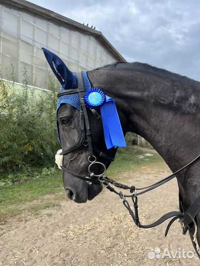 Спортивная лошадь