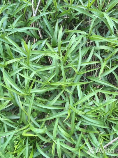 Золотарник (семена, корни, стебли, целиком)