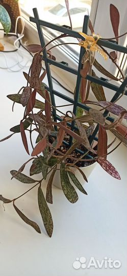 Хойя сигилатис