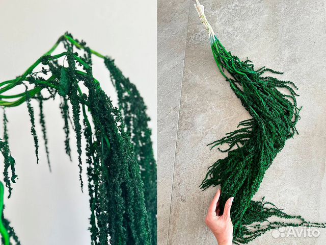 Амарант стабилизированный размер XL купить в Иркутске | Товары для дома ...