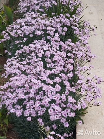 Гвоздики цветы