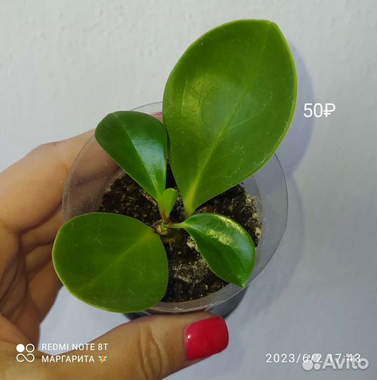 Комнатные цветы