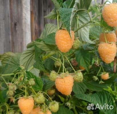 Малина Карамелька, Сказка, Патриция