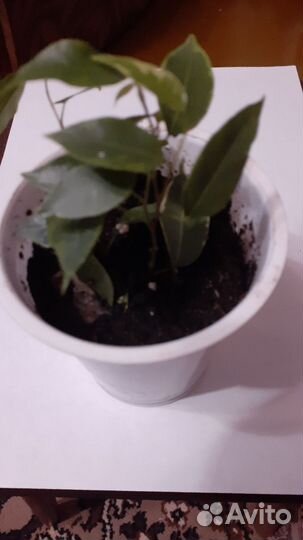 Фикус Бенджамина