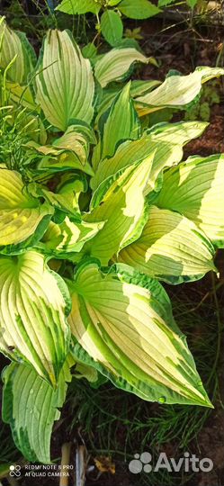 Ромашка аптечная