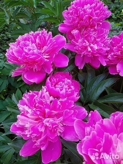 Садовые многолетники