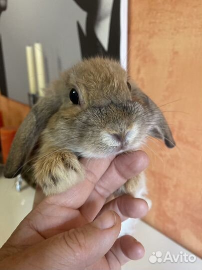 Вислоухие крольчата