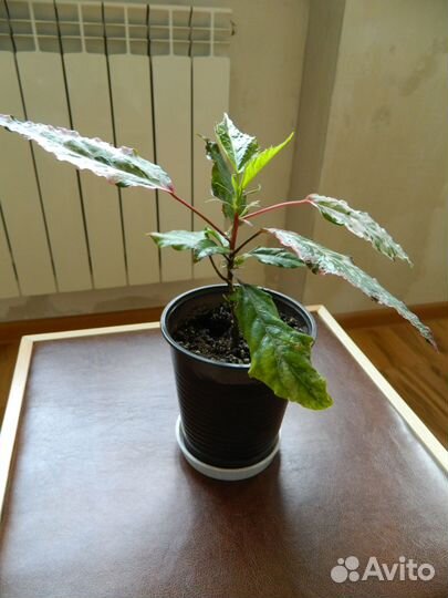 Гибискус пестролистный комнатный